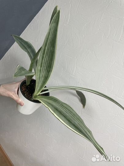 Сансевиерия металлика (манолин)