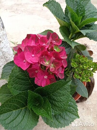 Гортензия крупнолистная розовая, рубин