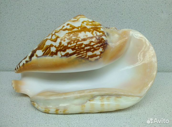 Стромбус Латиссимус 16,5 морская ракушка раковина