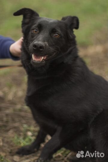 Миниатюрная собака Пати в добрые руки