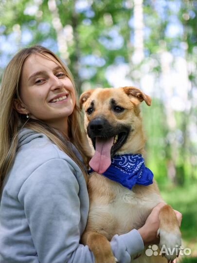 Веселый молодой пес Батлер из приюта ищет дом