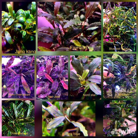 Аквариумные растения Буцефаландры