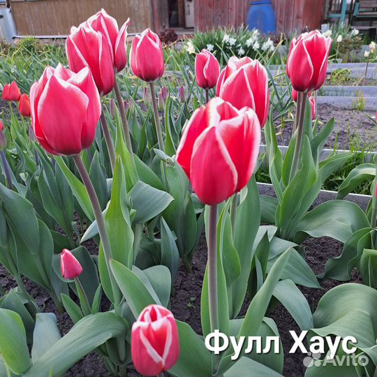 Луковицы тюльпанов