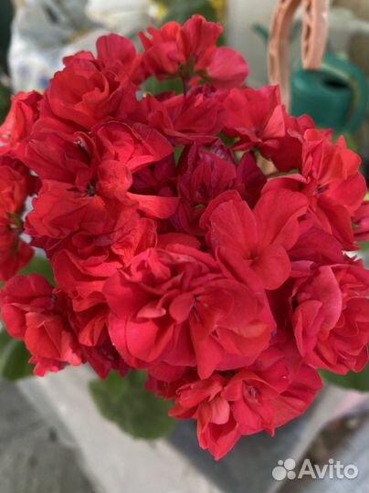 Пеларгония Kenny,s Dudle, образец цветения