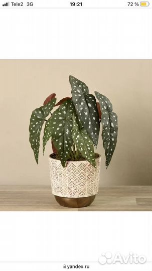 Бегония Макулата