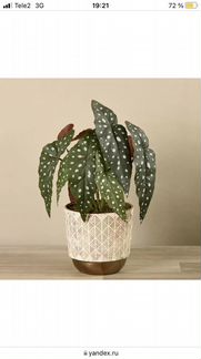 Бегония Макулата