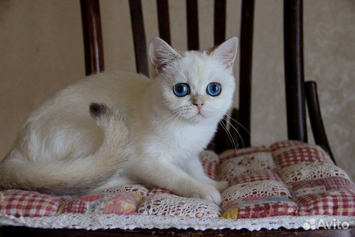 Ириска - золотистая шиншилла-пойнт кошечка