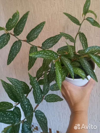 Комнатные цветы