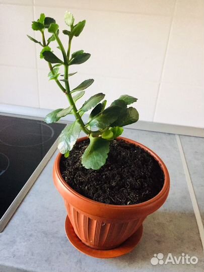 Каланхоэ цветущий