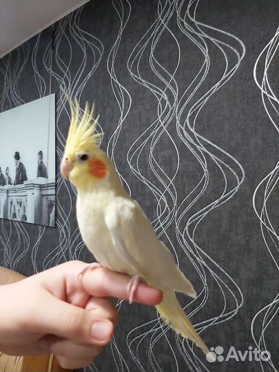 Попугай корелла девочка