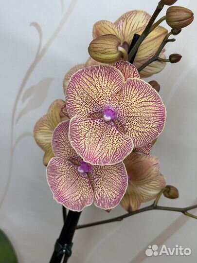 Орхидея фаленопсис