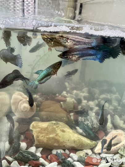 Малек петушок