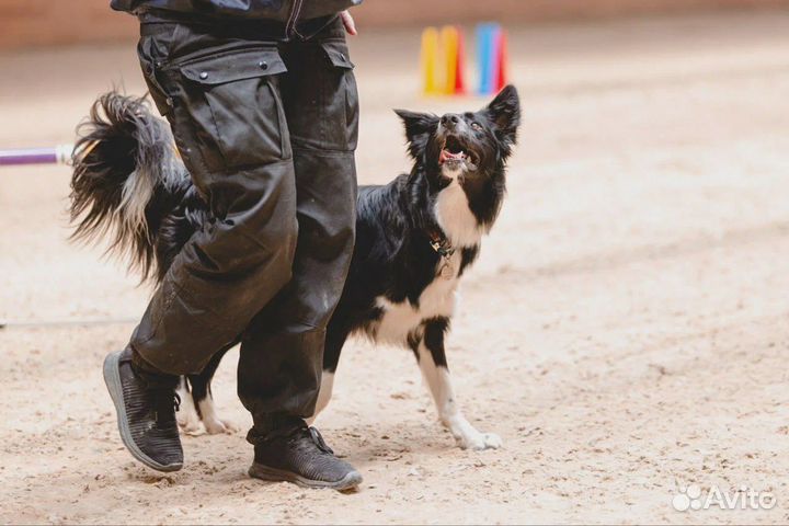 Кинолог с выездом / Дрессировка собак