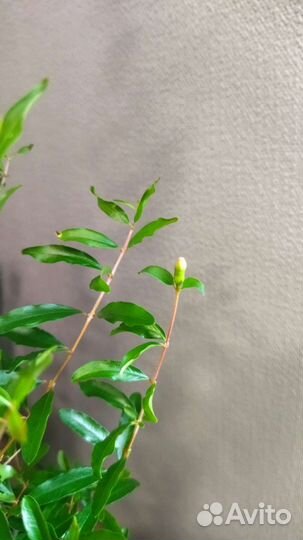 Гранат комнатный