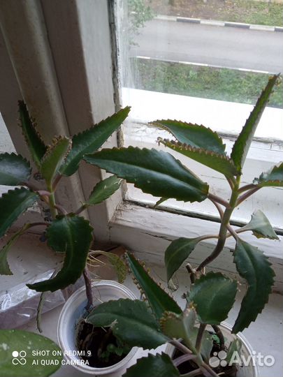 Каланхоэ лечебное