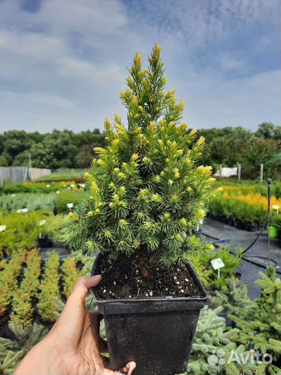 Ель Карел,Эхиниформис,Рейнбоуз энд,Коника,Глаука