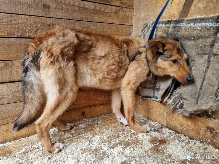Добрый Лобзик - изгой в приюте