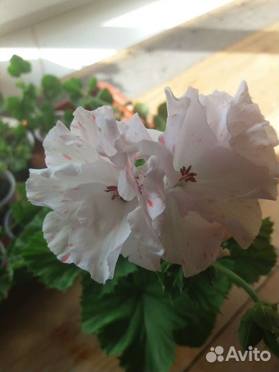 Пеларгония герань