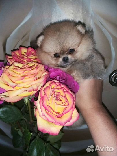 Супер Мини Крошка Померанский шпиц