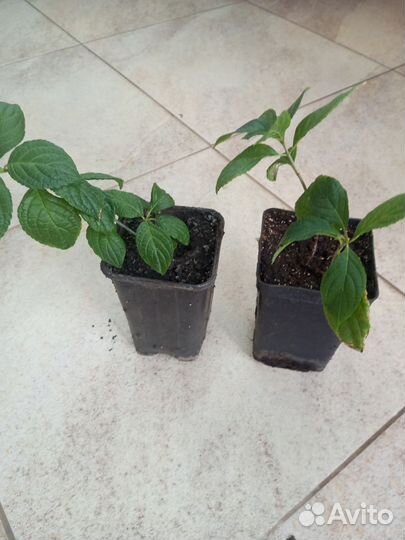 Саженцы гортензии Пинки Винки