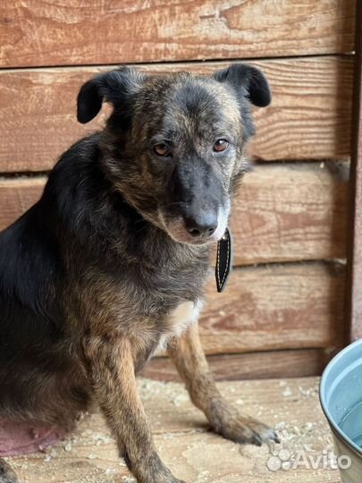 Балин ищет любящую семью