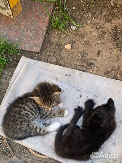 Котята, отдам в добрые руки