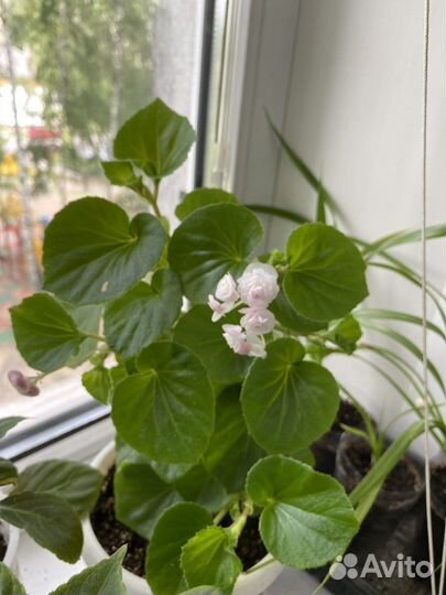 Бегония вечноцветущая