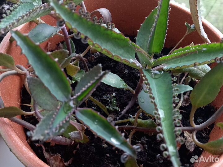 Каланхоэ отросток