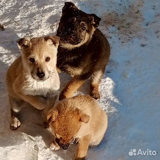Щенки в добрые руки