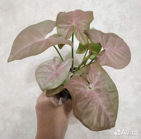 Сингониумы