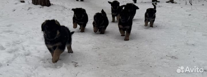 Щенки немецкой овчарки