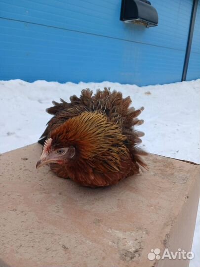 Куры Несушки