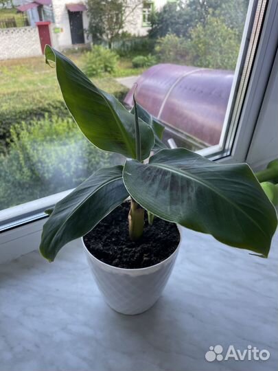 Банан комнатный