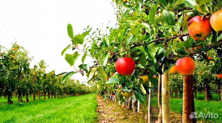 Сборщик яблок в саду