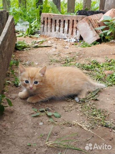 Рыжий котенок