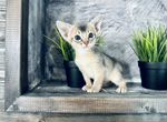 Абиссинский котенок редкого голубого окраса