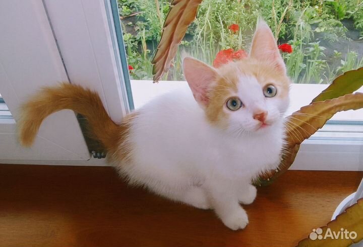 Рыжик котик 2.5 месяца