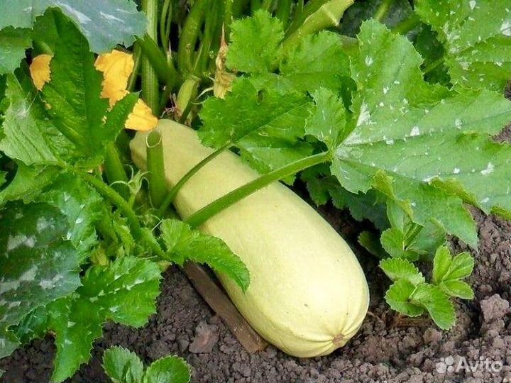 Семена кабачков 4 сорта