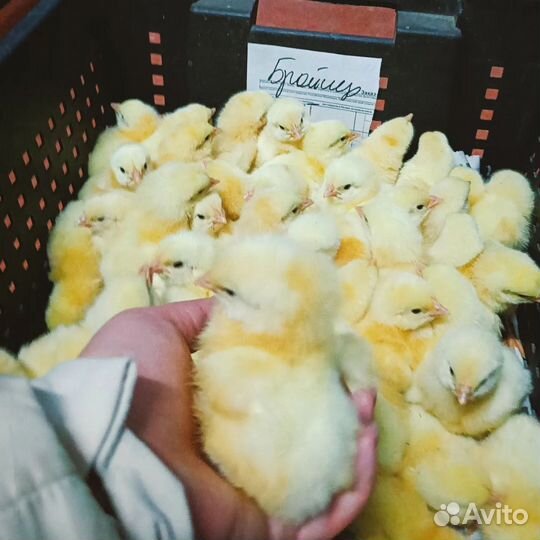 Суточные бройлеры в Ленинградском районе