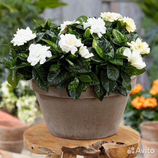 Гардения Жасминовая семена