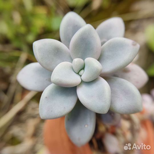 Суккуленты