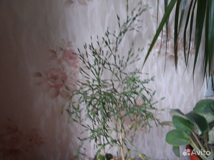 Хатиора