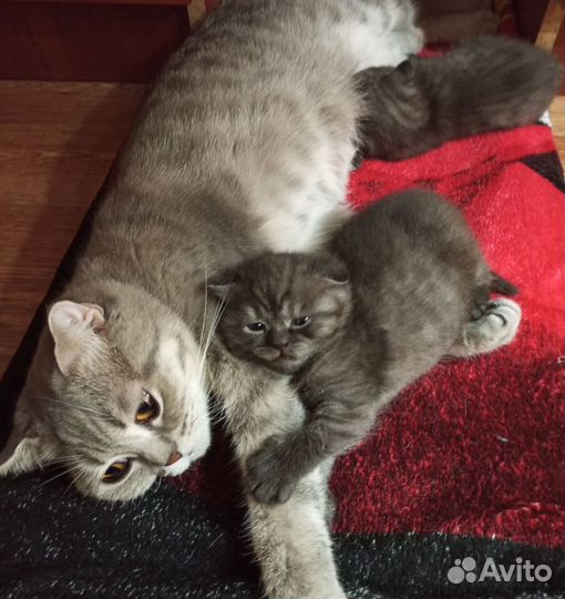 Вислоухие котята