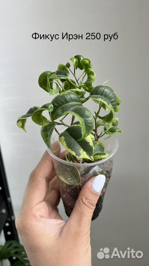 Фикус бенджамина