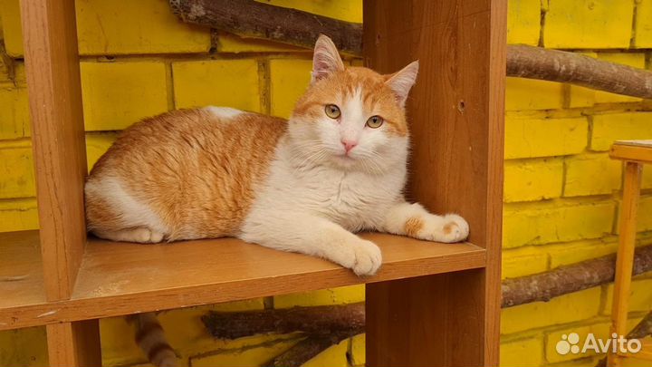 Кот Рыжее солнышко