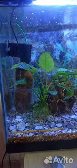 Аквариум
