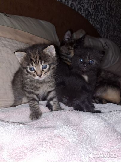 Котята в добрые руки бесплатно