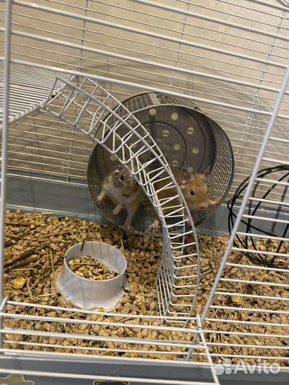 Чилийская белка дегу с клеткой