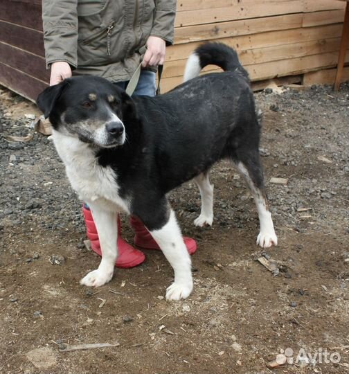 Тимур ищет дом