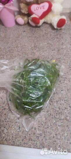 Валиснерия спиральная